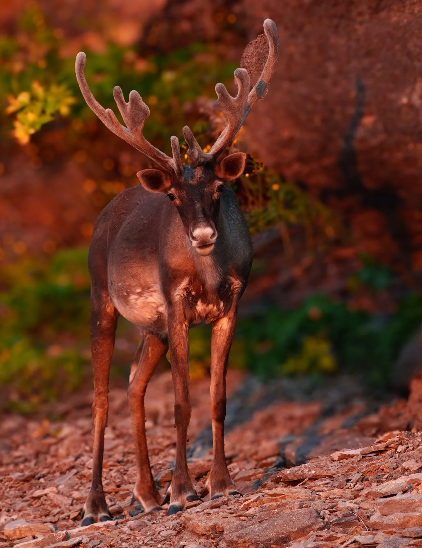 Caribou.jpg