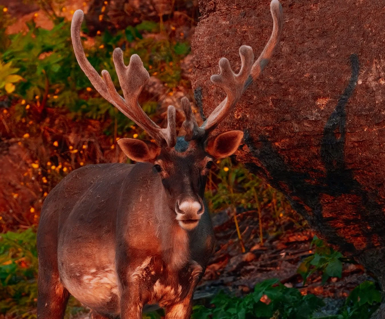 Caribou 21.jpg