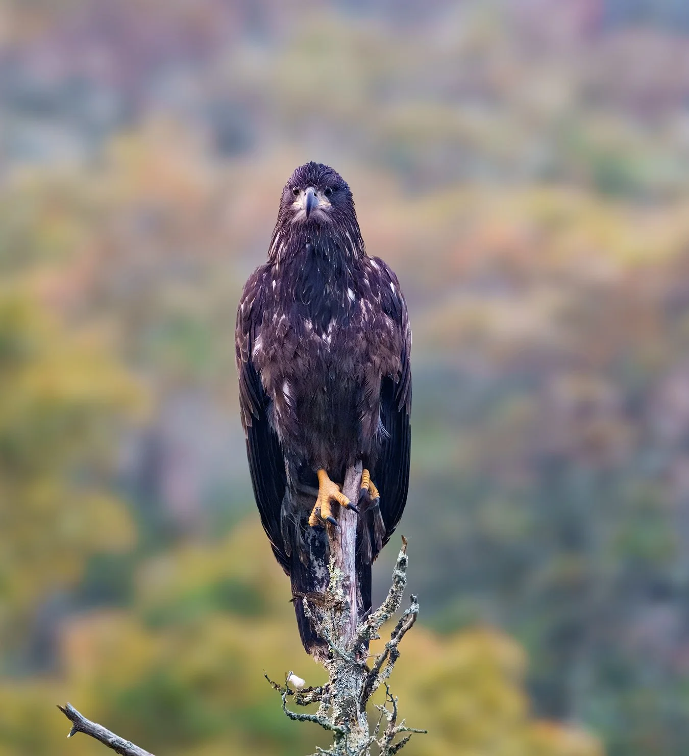 Bald Eagle 133.jpg