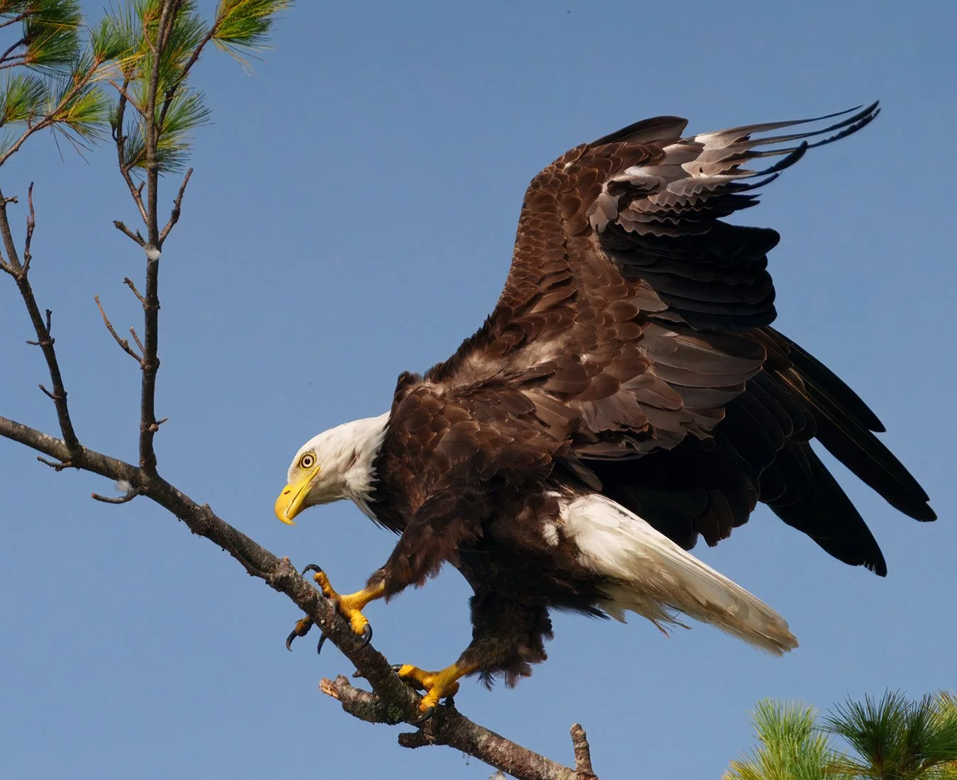 Bald Eagle 134.jpg