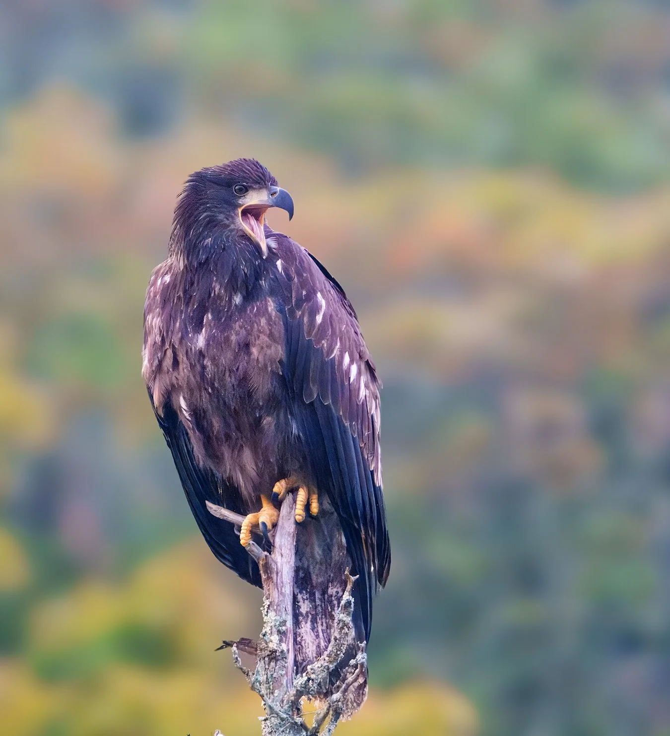 Bald Eagle 132.jpg