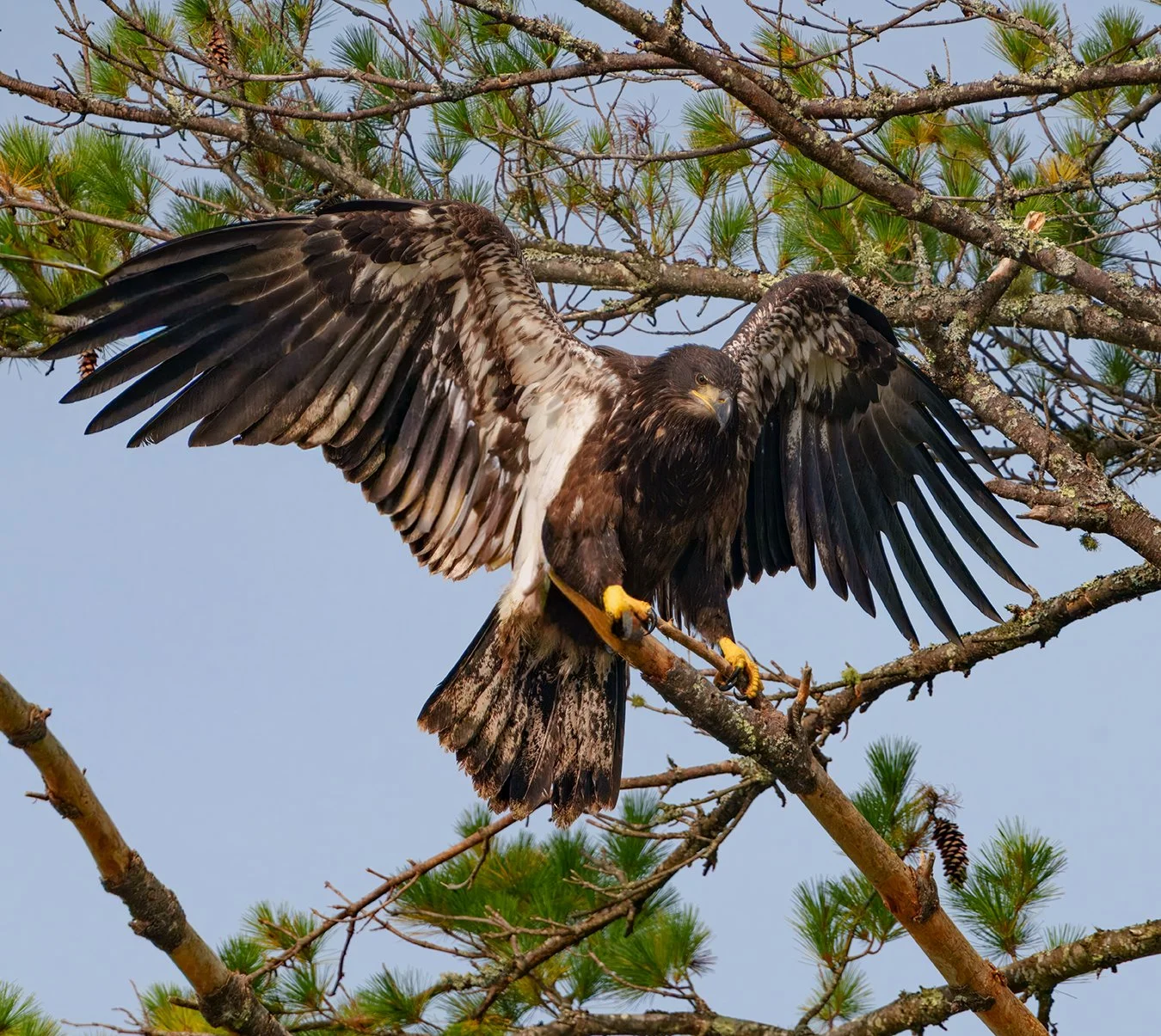 Bald Eagle 131.jpg
