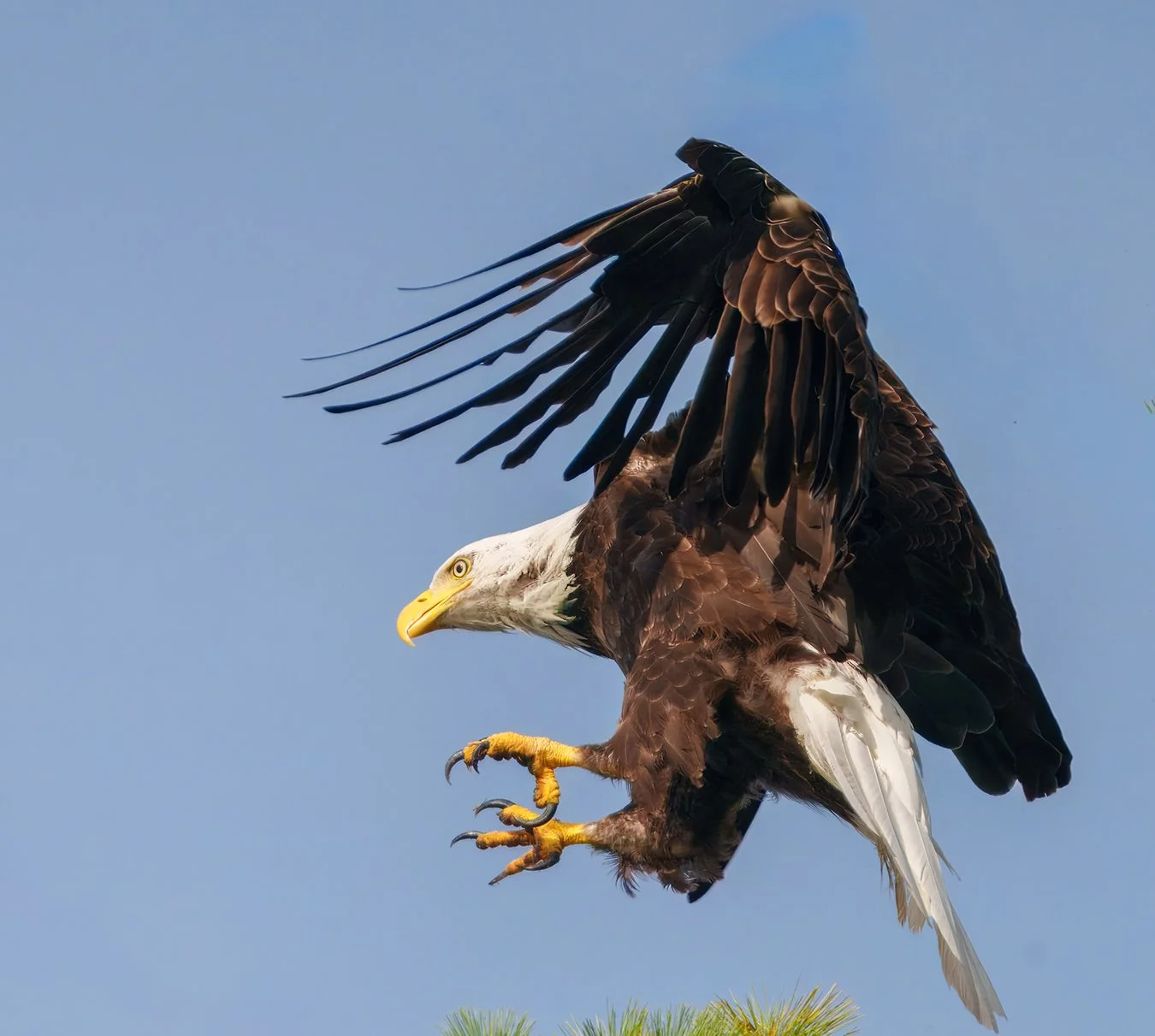 Bald Eagle 130.jpg