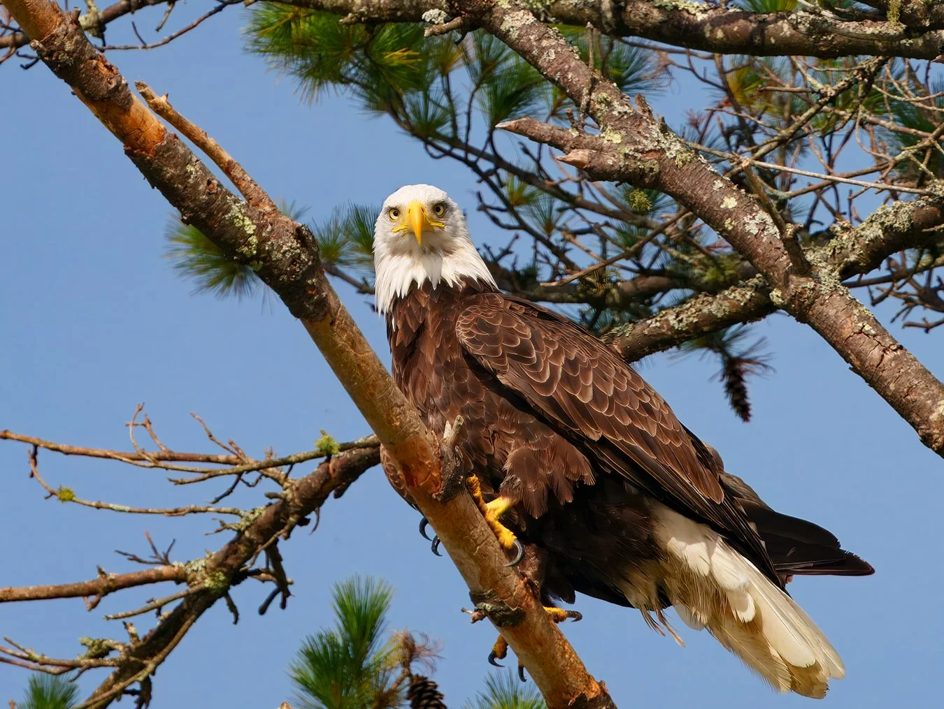 Bald Eagle 129.jpg