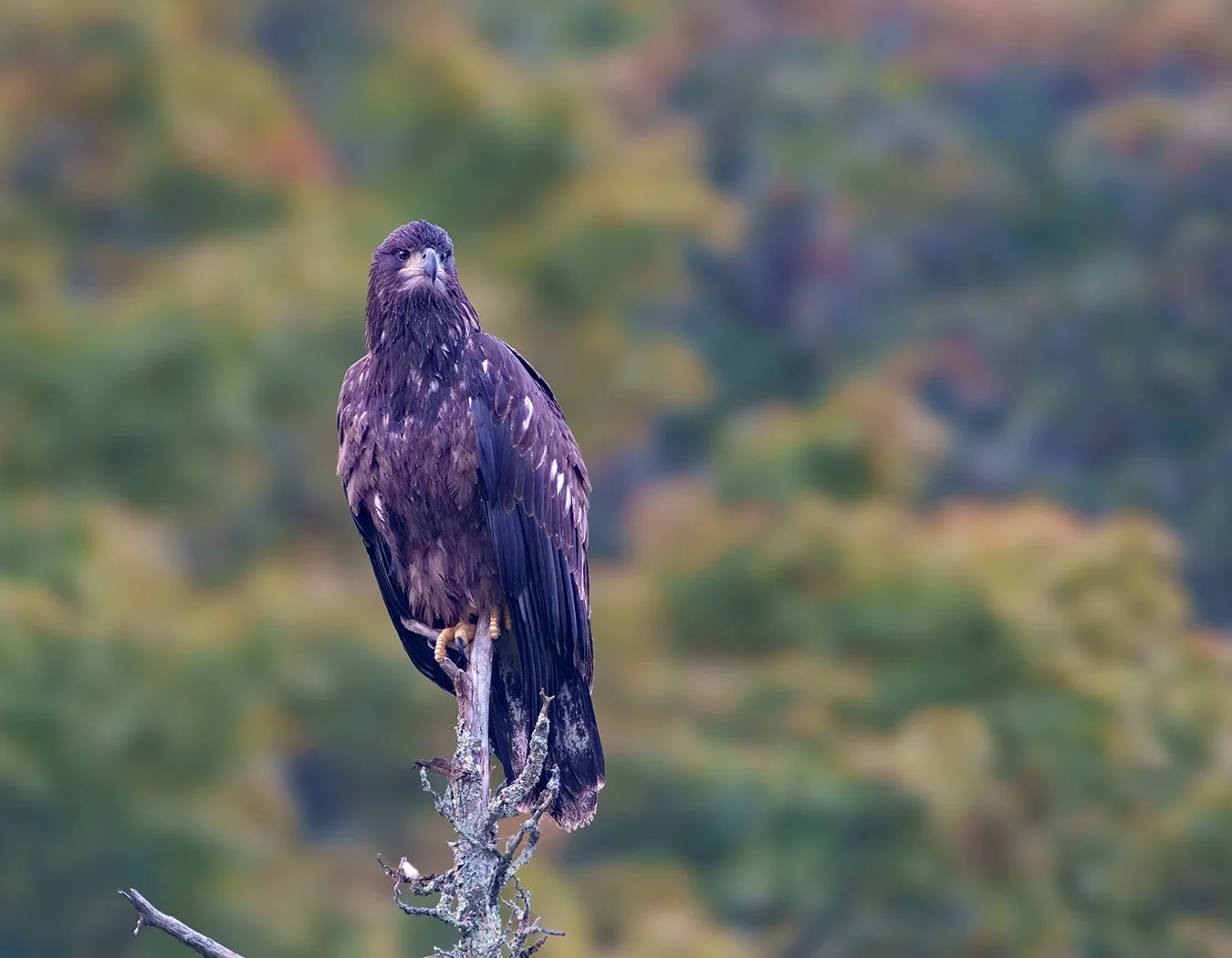 Bald Eagle 128.jpg