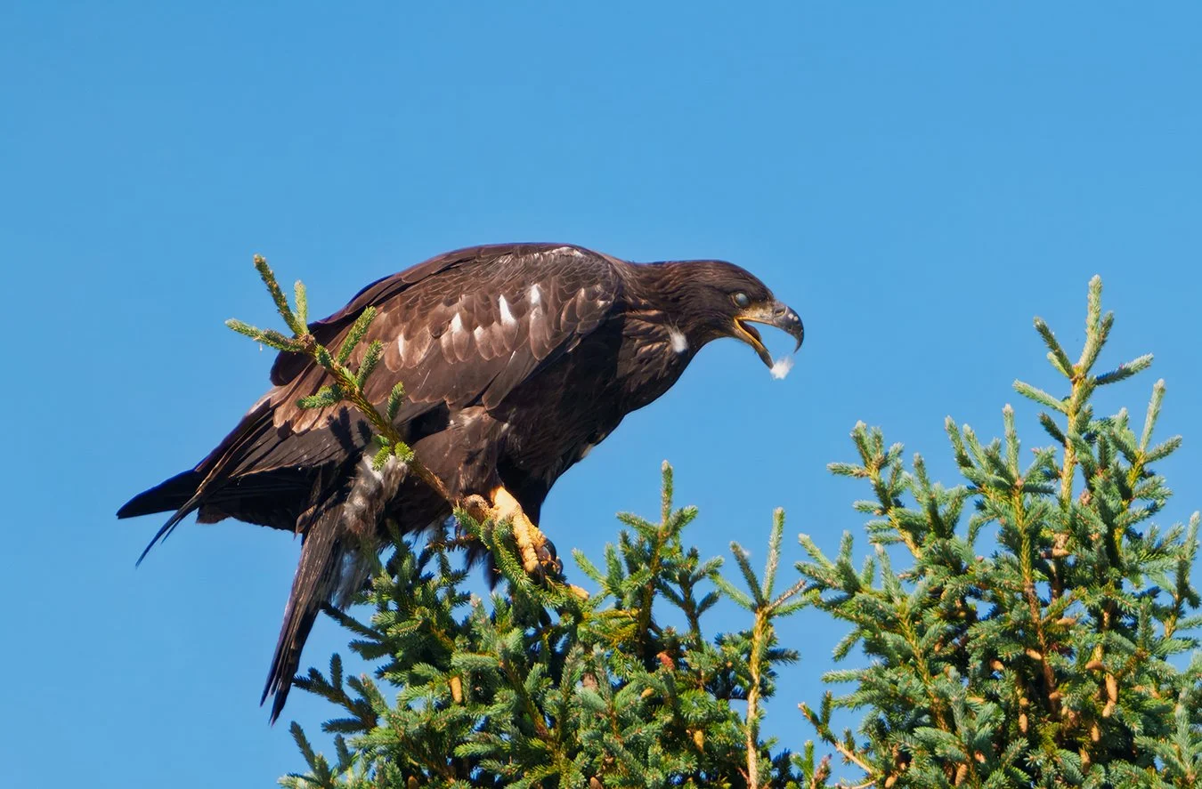 Bald Eagle 127.jpg