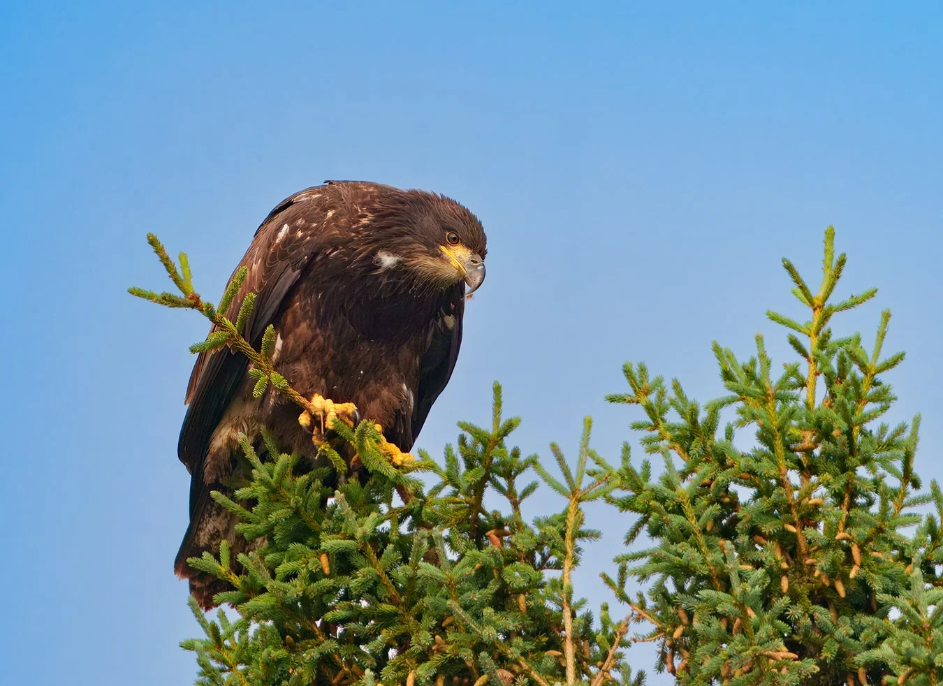 Bald Eagle 126.jpg
