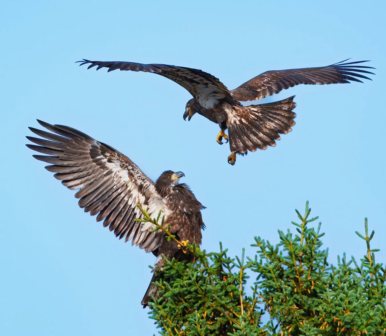 Bald Eagle 124A.jpg