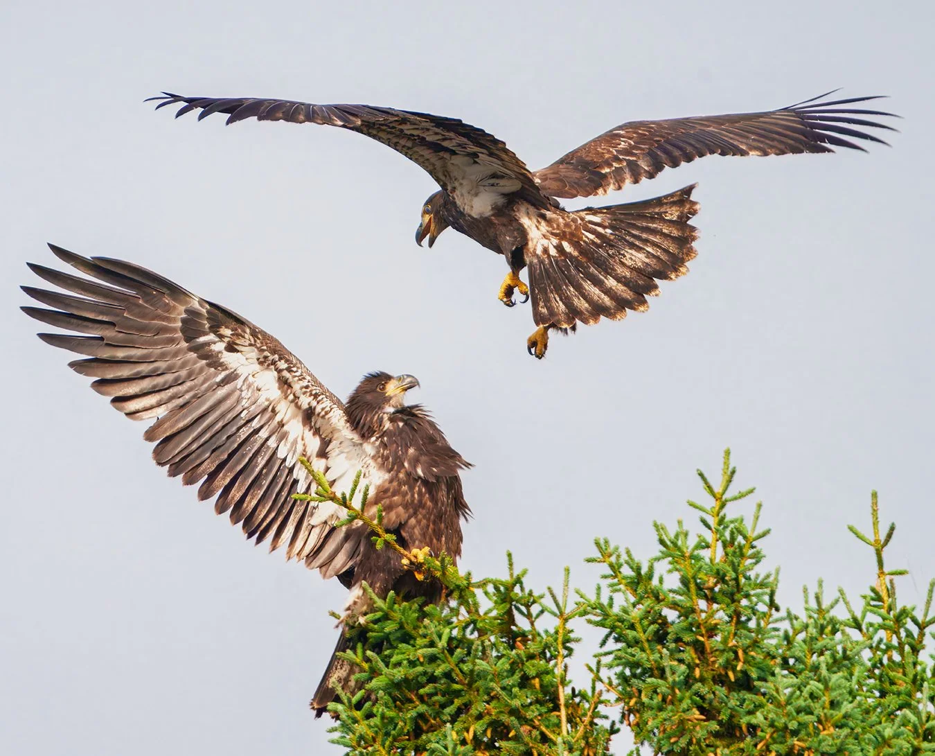 Bald Eagle 124.jpg