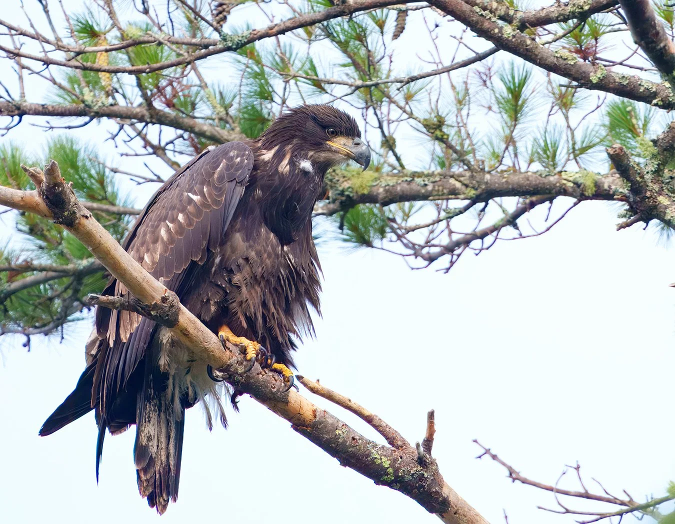 Bald Eagle 122.jpg