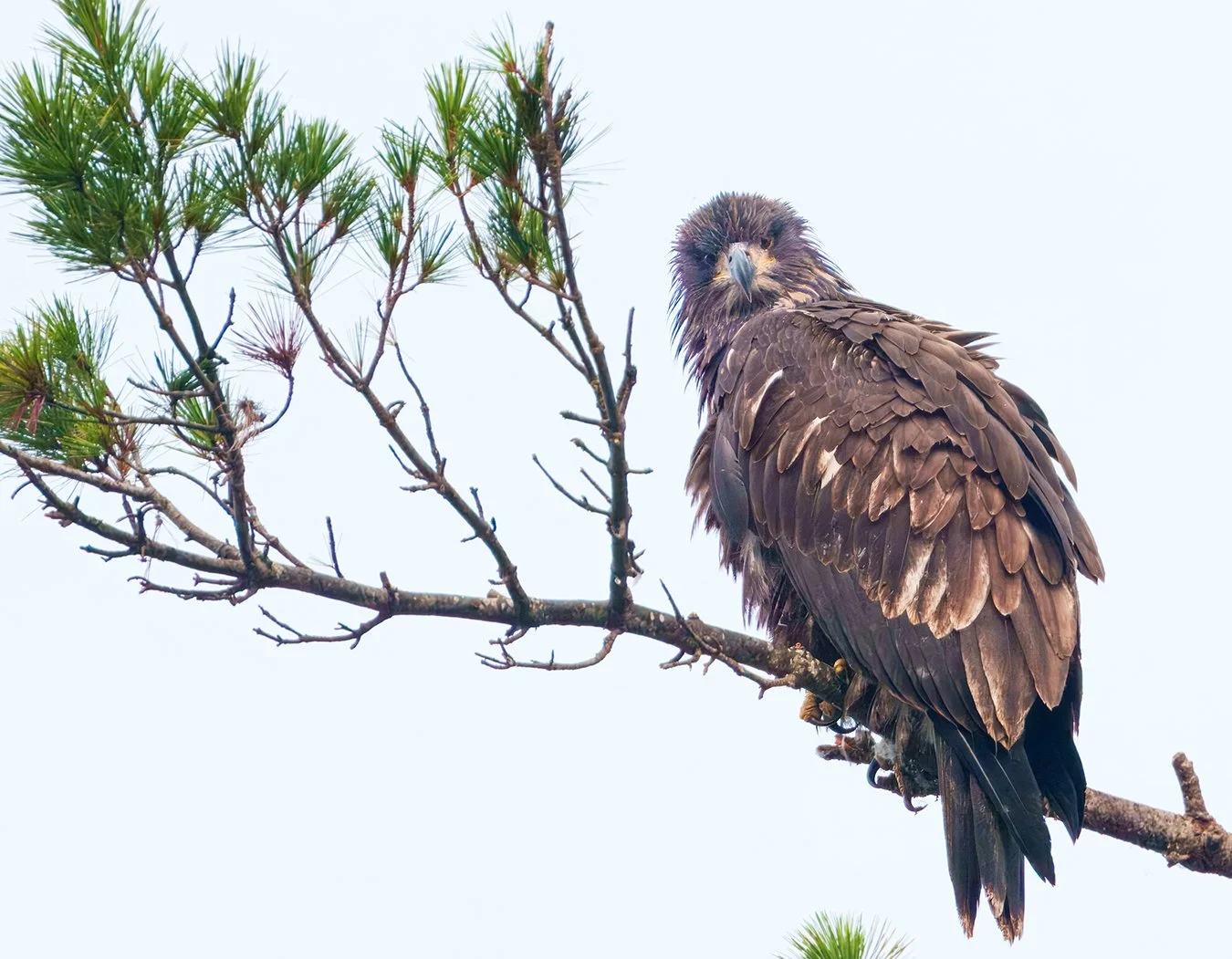 Bald Eagle 121.jpg