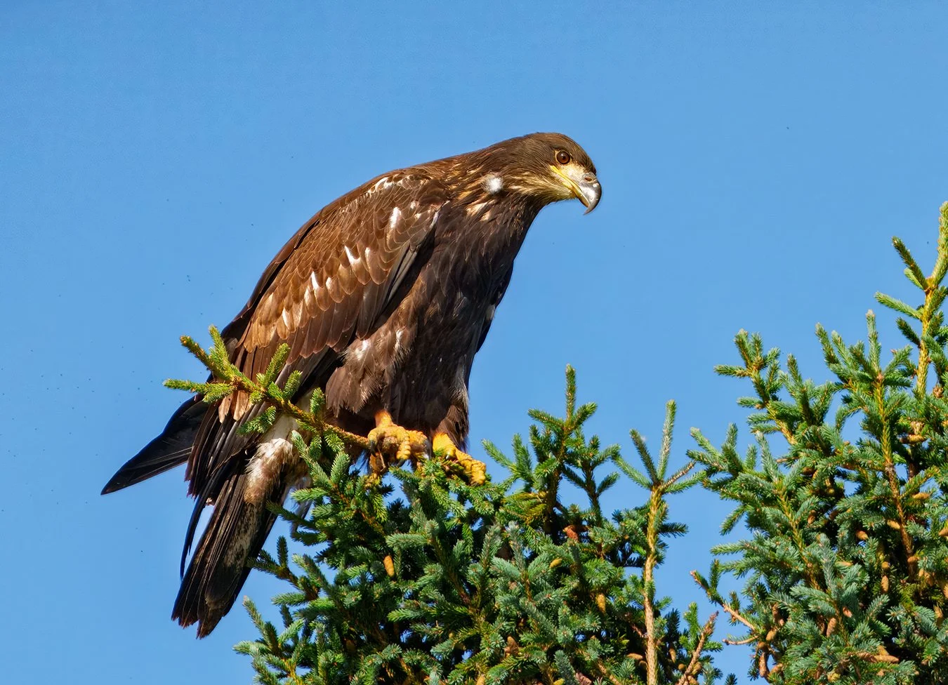 Bald Eagle 120.jpg