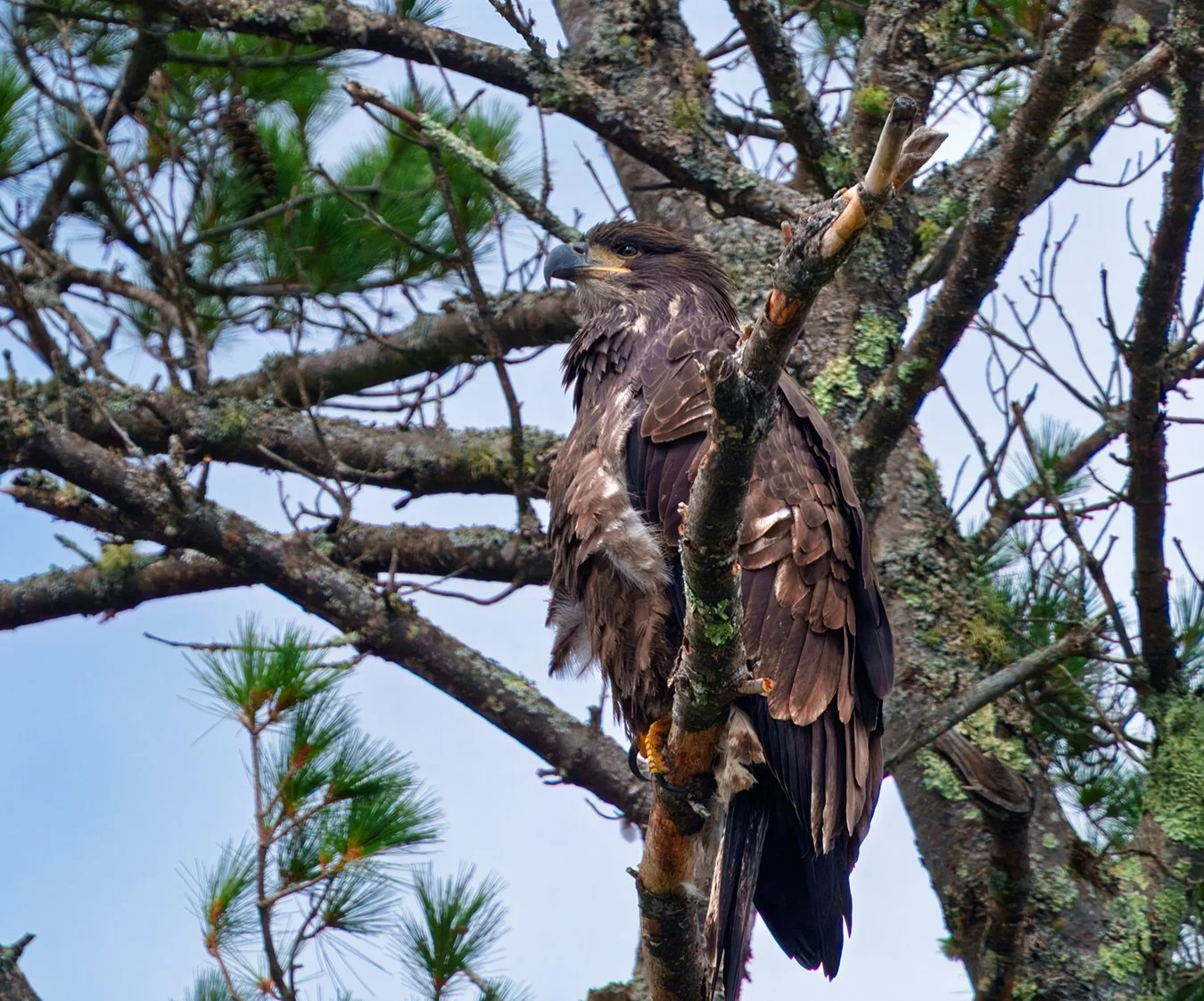 Bald Eagle 119.jpg