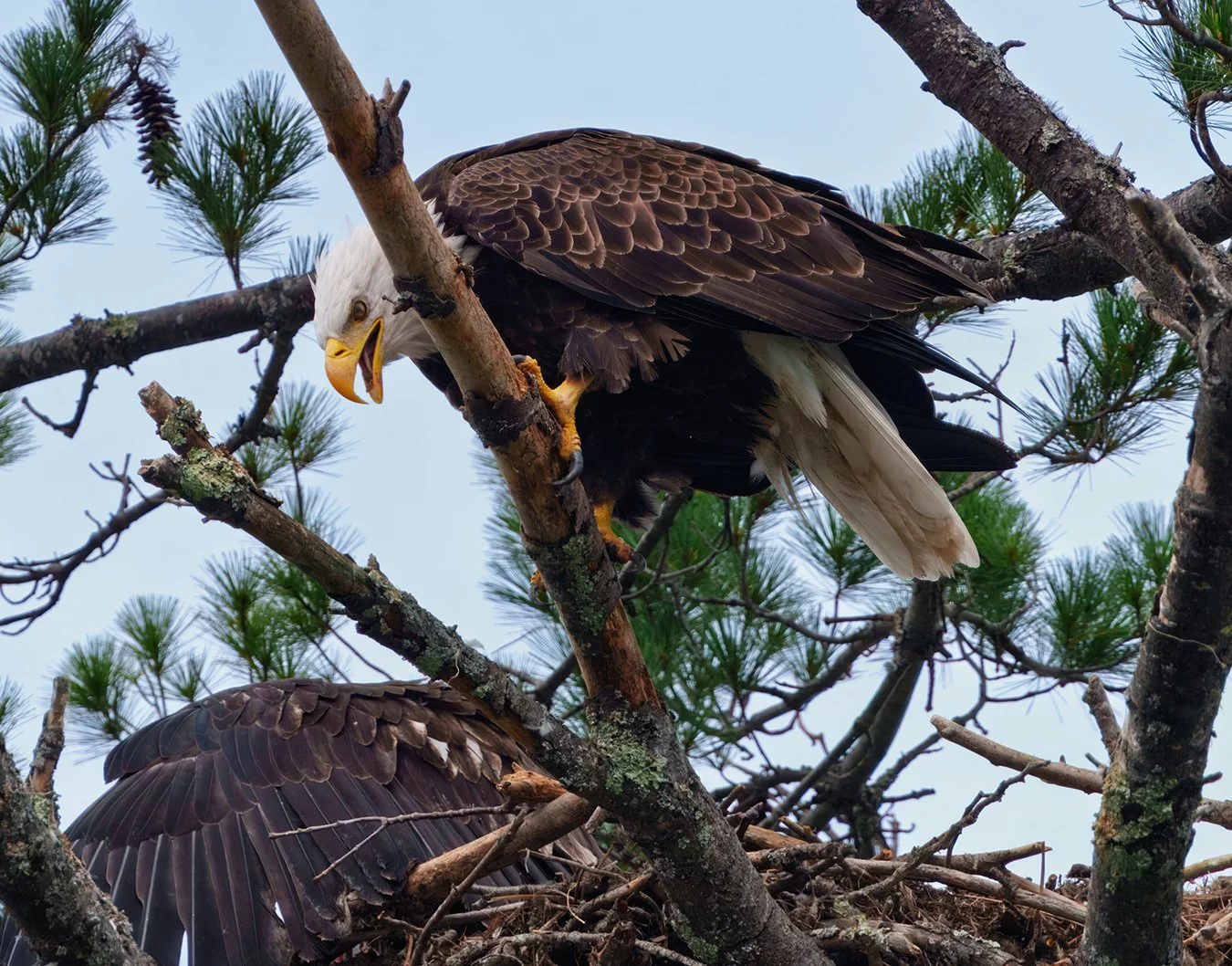 Bald Eagle 118.jpg