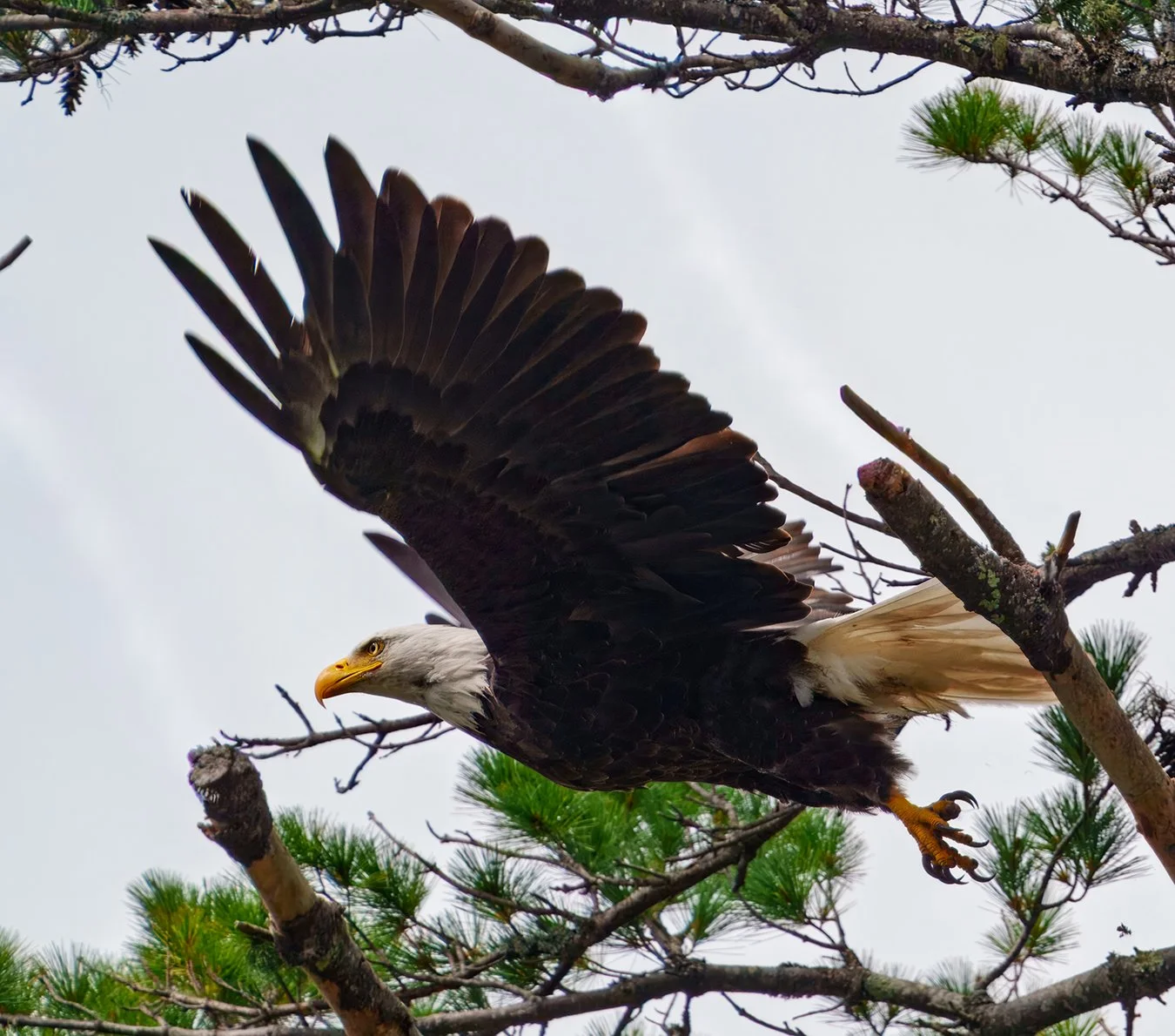 Bald Eagle 117.jpg