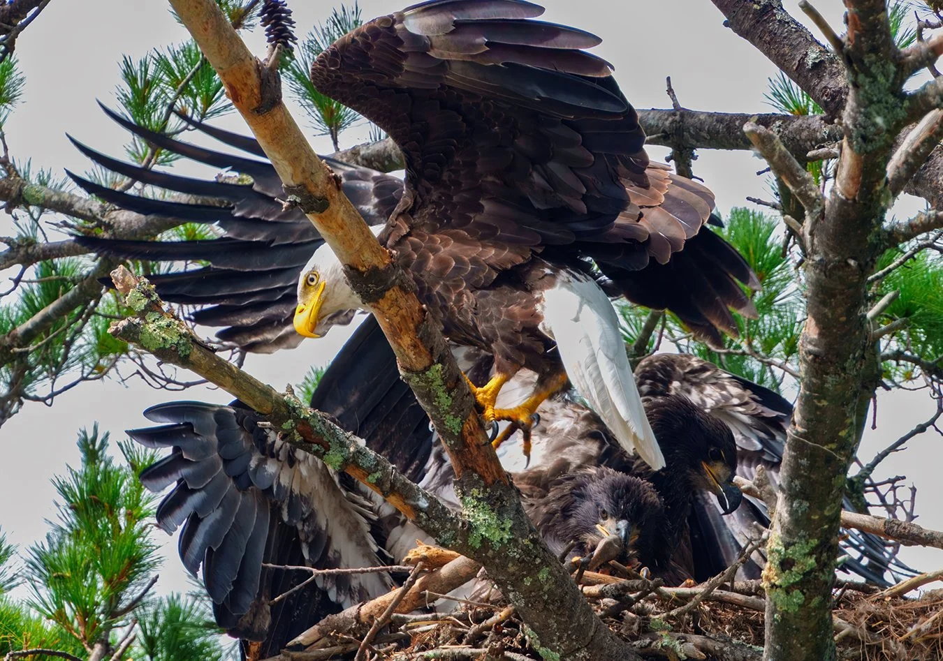 Bald Eagle 116.jpg