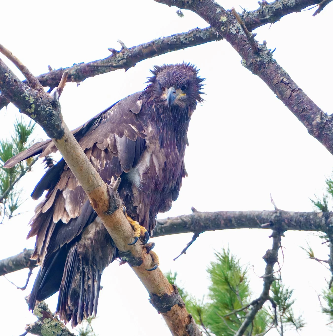 Bald Eagle 115.jpg