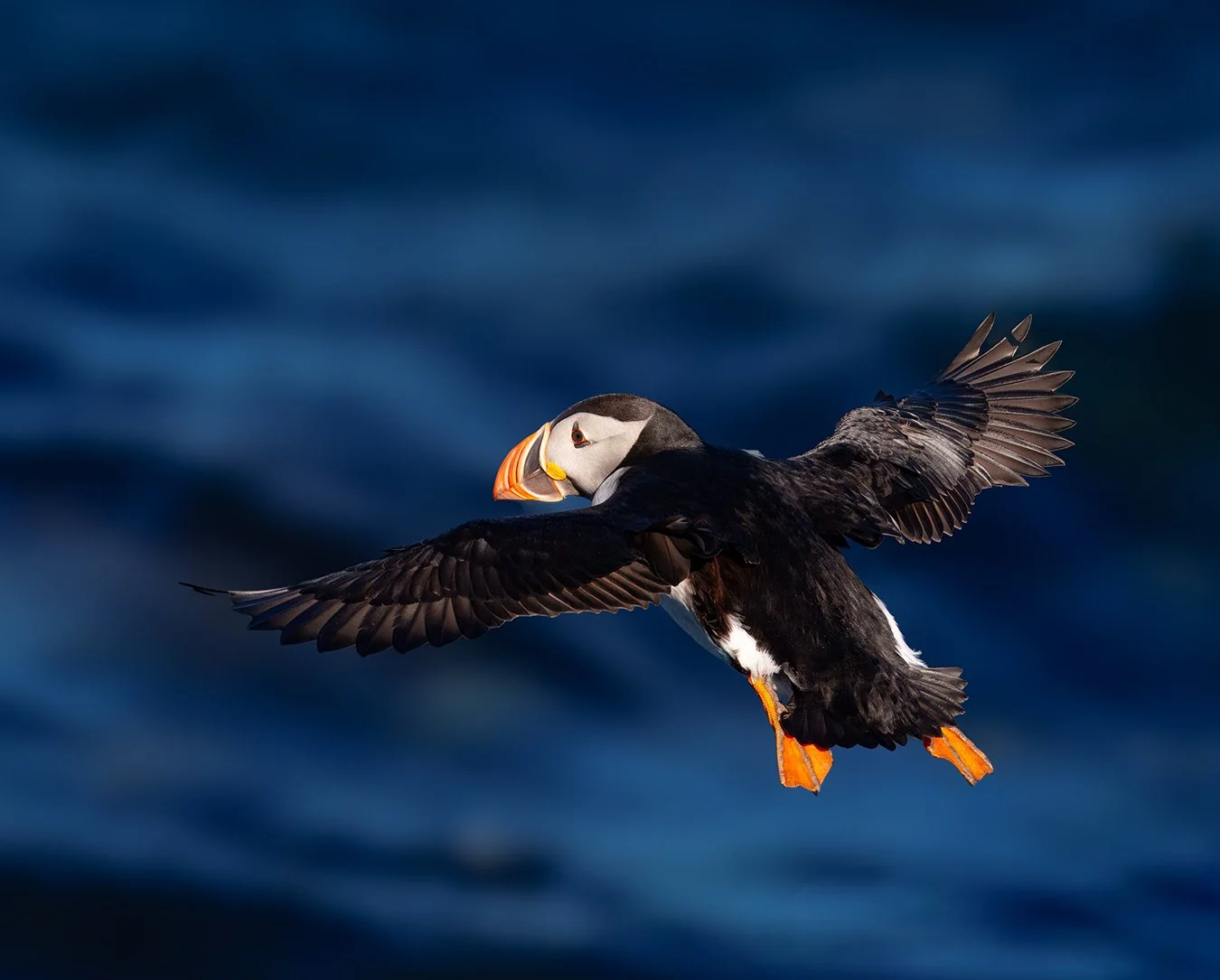 Puffin 86.jpg