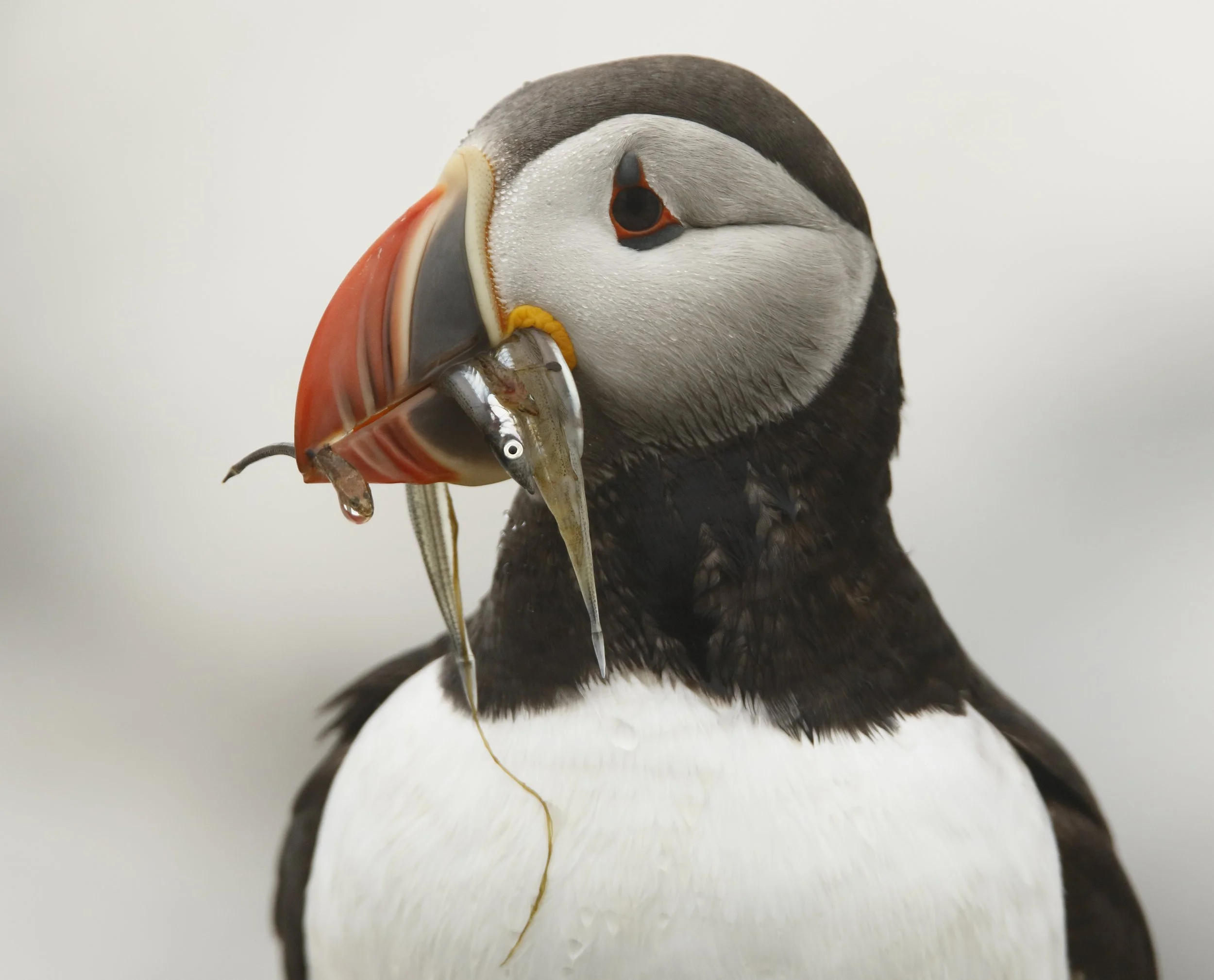 Puffin 2.jpg