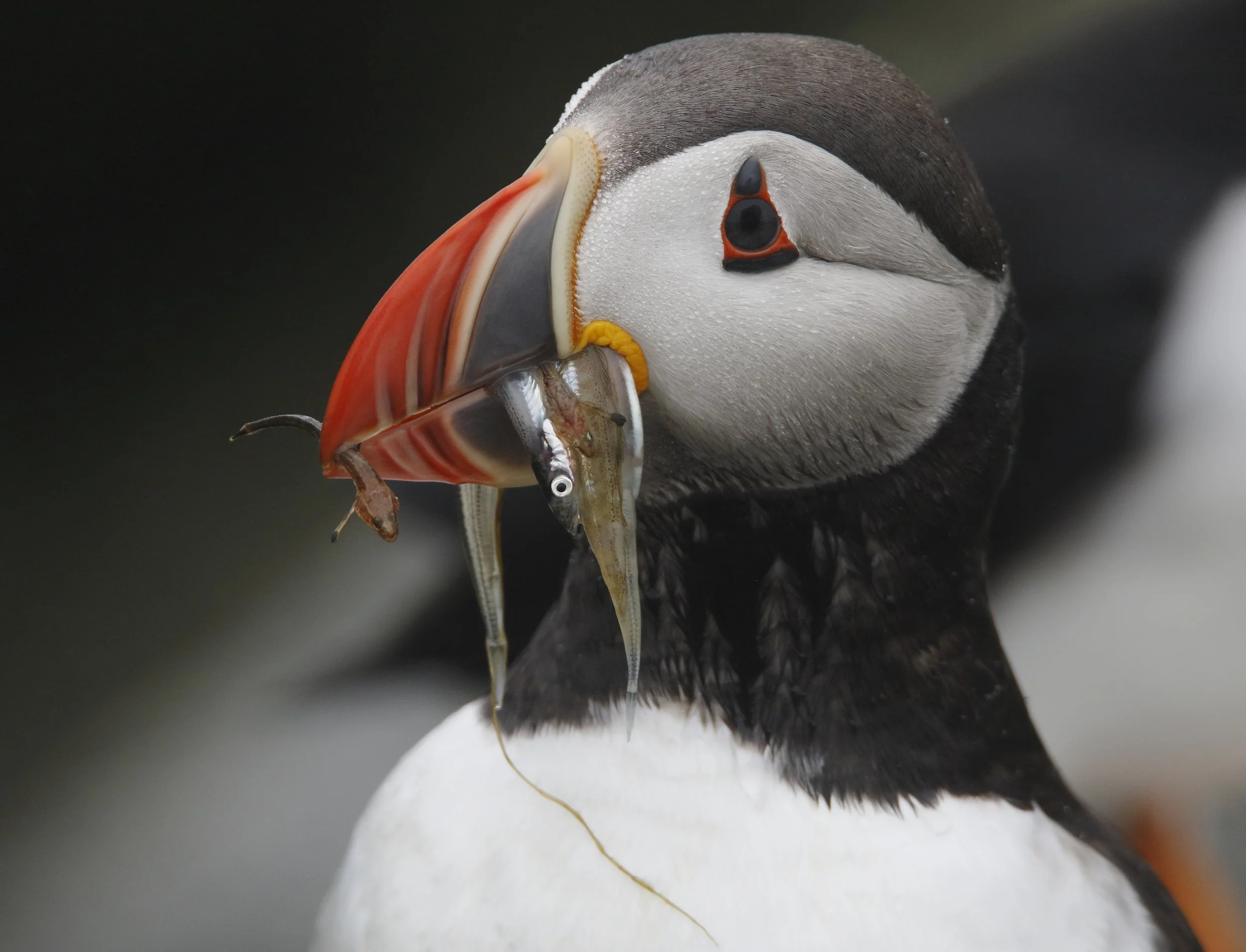 Puffin 3.jpg