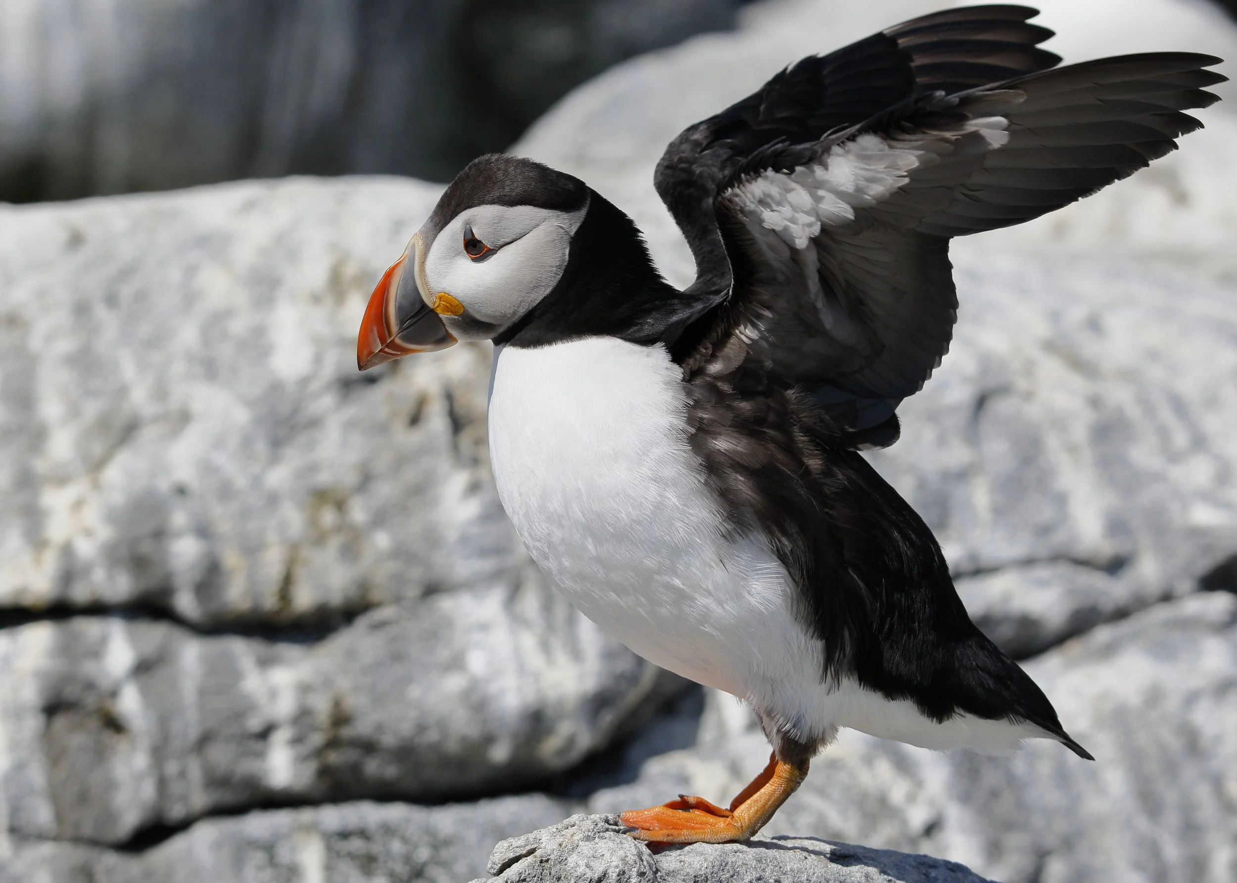 Puffin 5.jpg