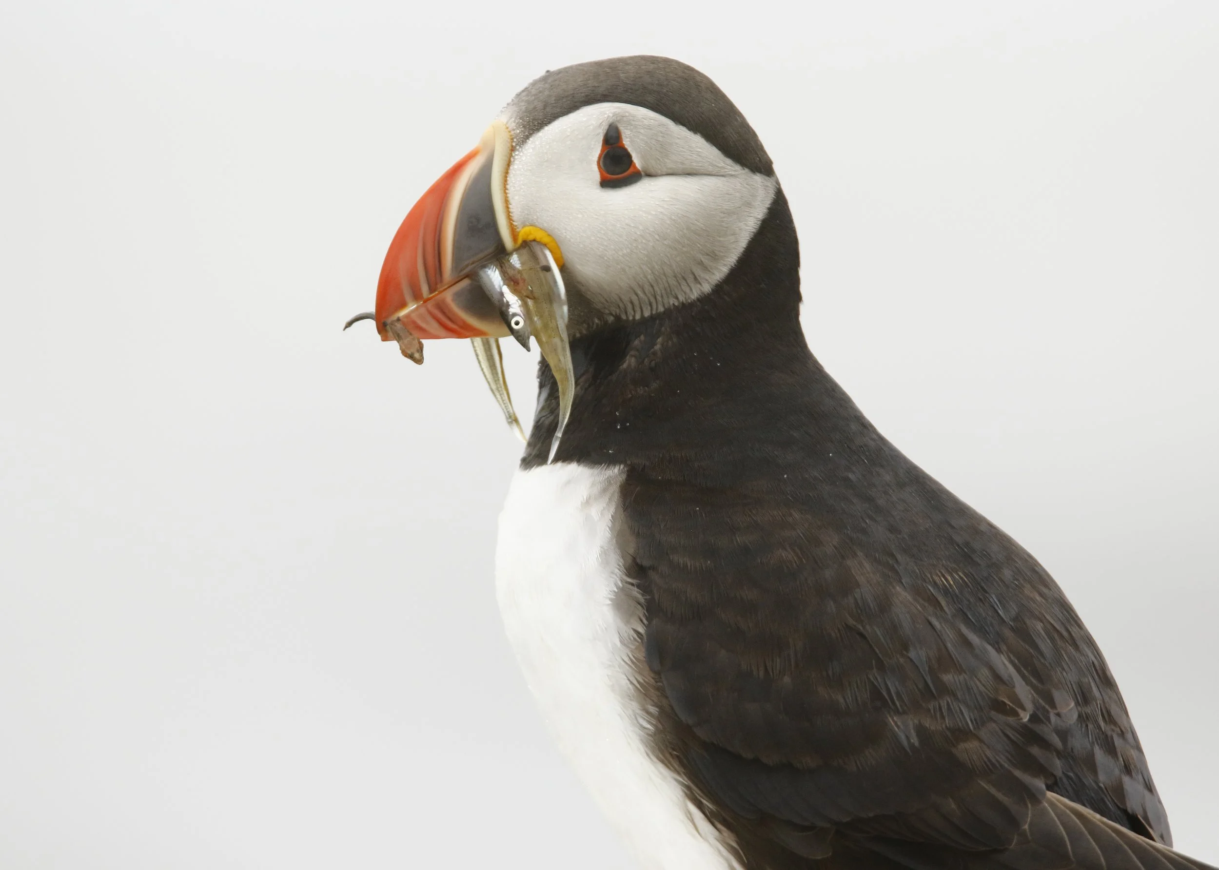 Puffin 21.jpg