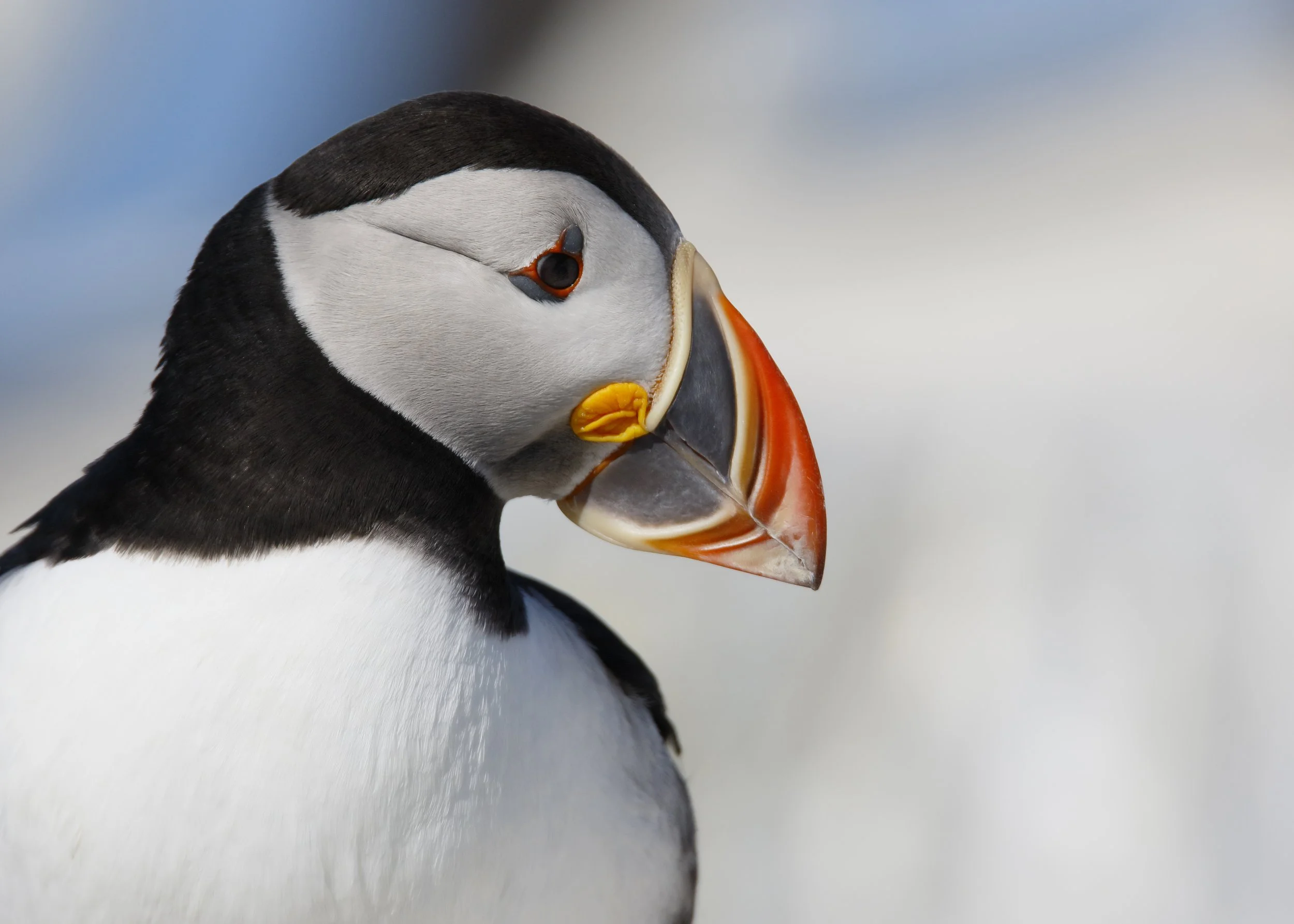 Puffin 29.jpg