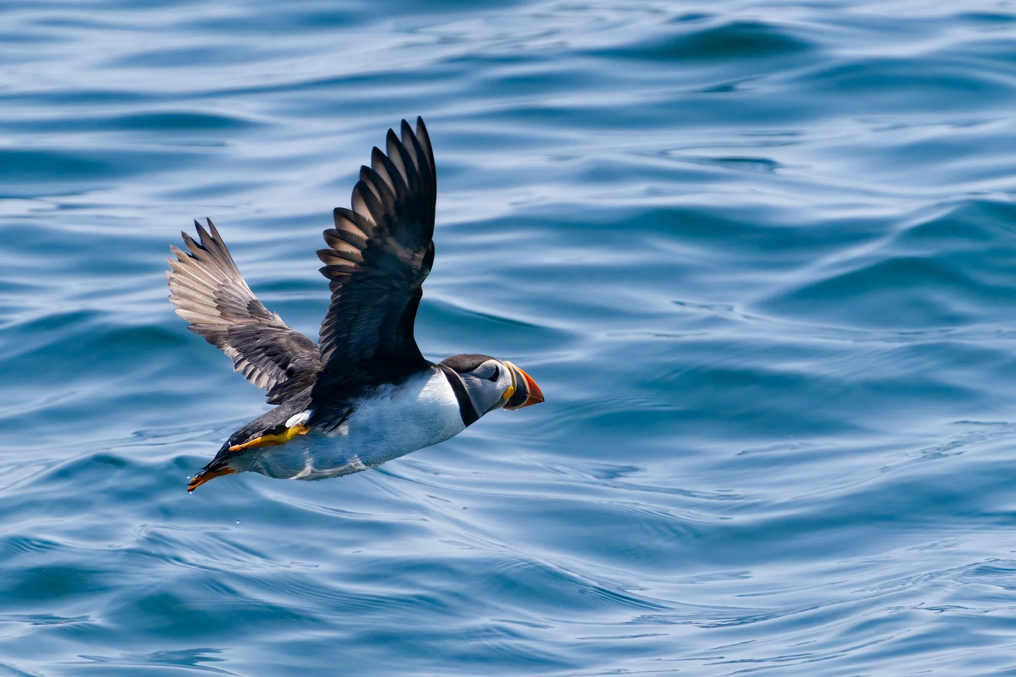 Puffin 45.jpg