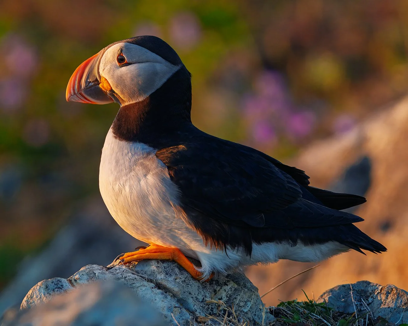 Puffin 56.jpg