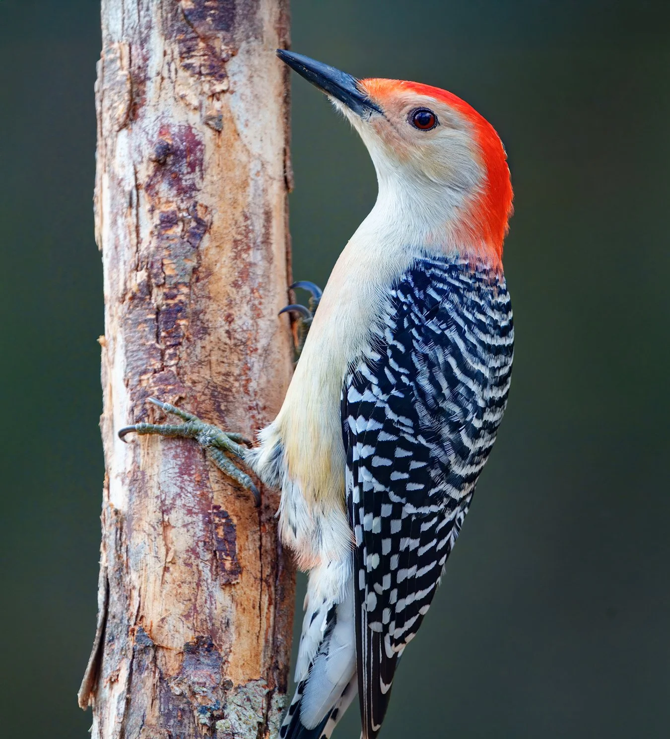 Red Bellied Woodpecker.2.jpg
