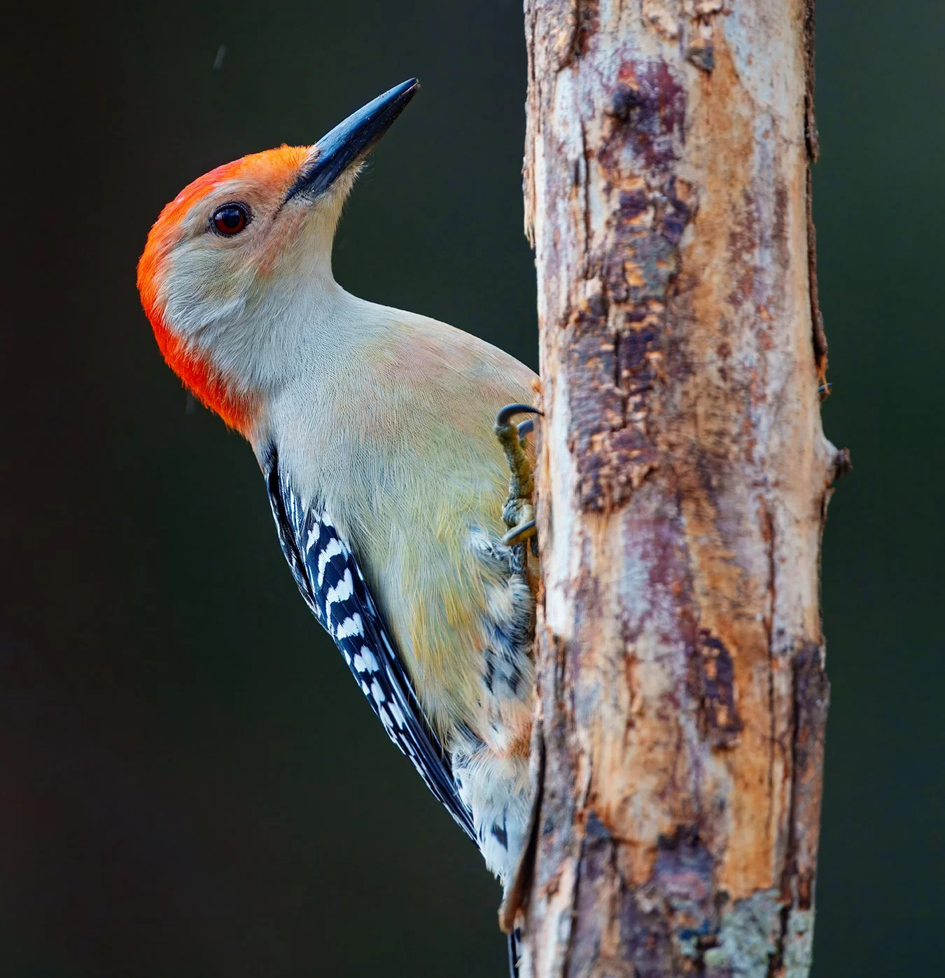Red Bellied Woodpecker.3.jpg