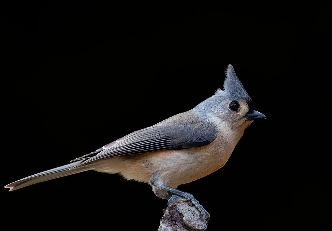 Tufted Titmouse 4.jpg
