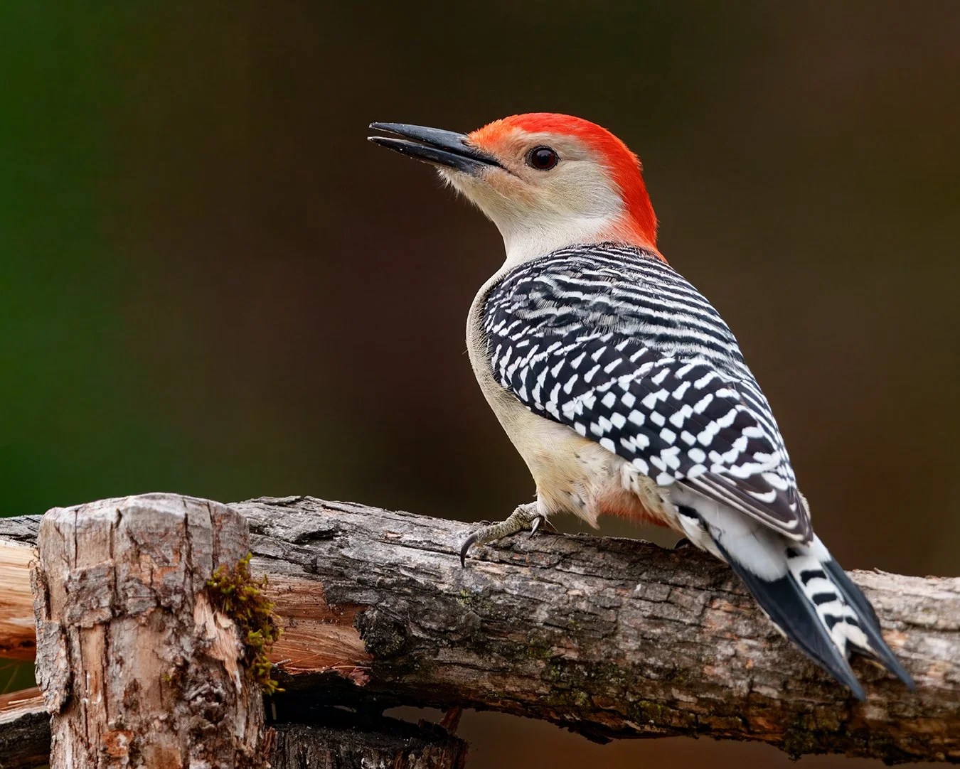 Red Bellied Woodpecker.11.jpg