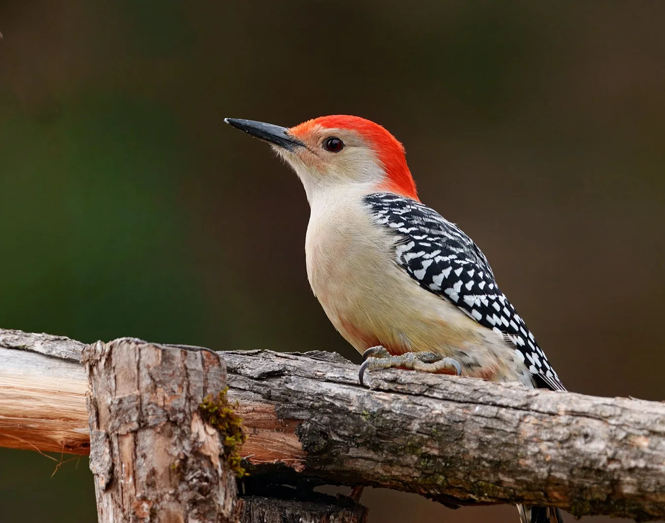 Red Bellied Woodpecker.10.jpg