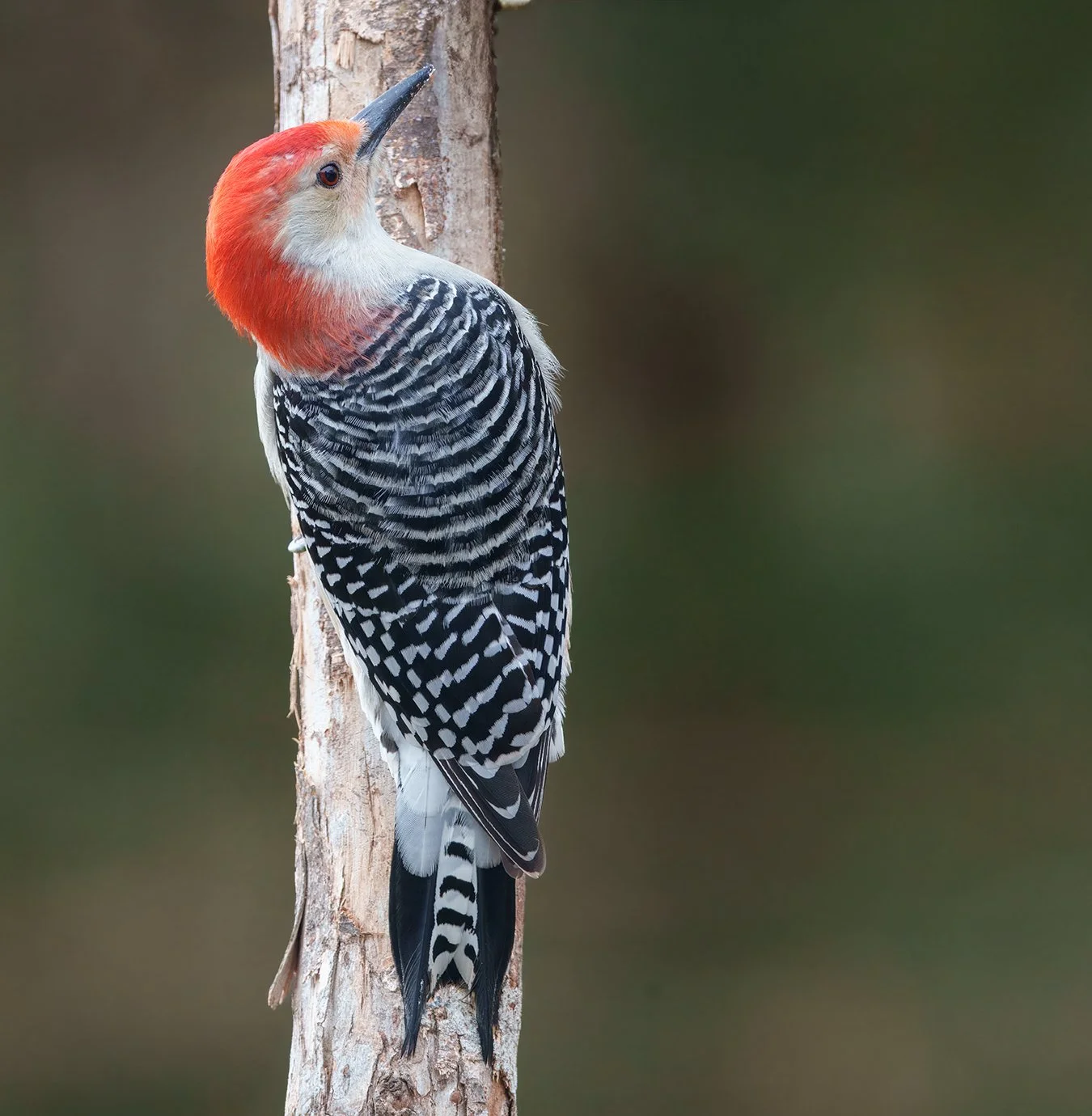 Red Bellied Woodpecker.9.jpg
