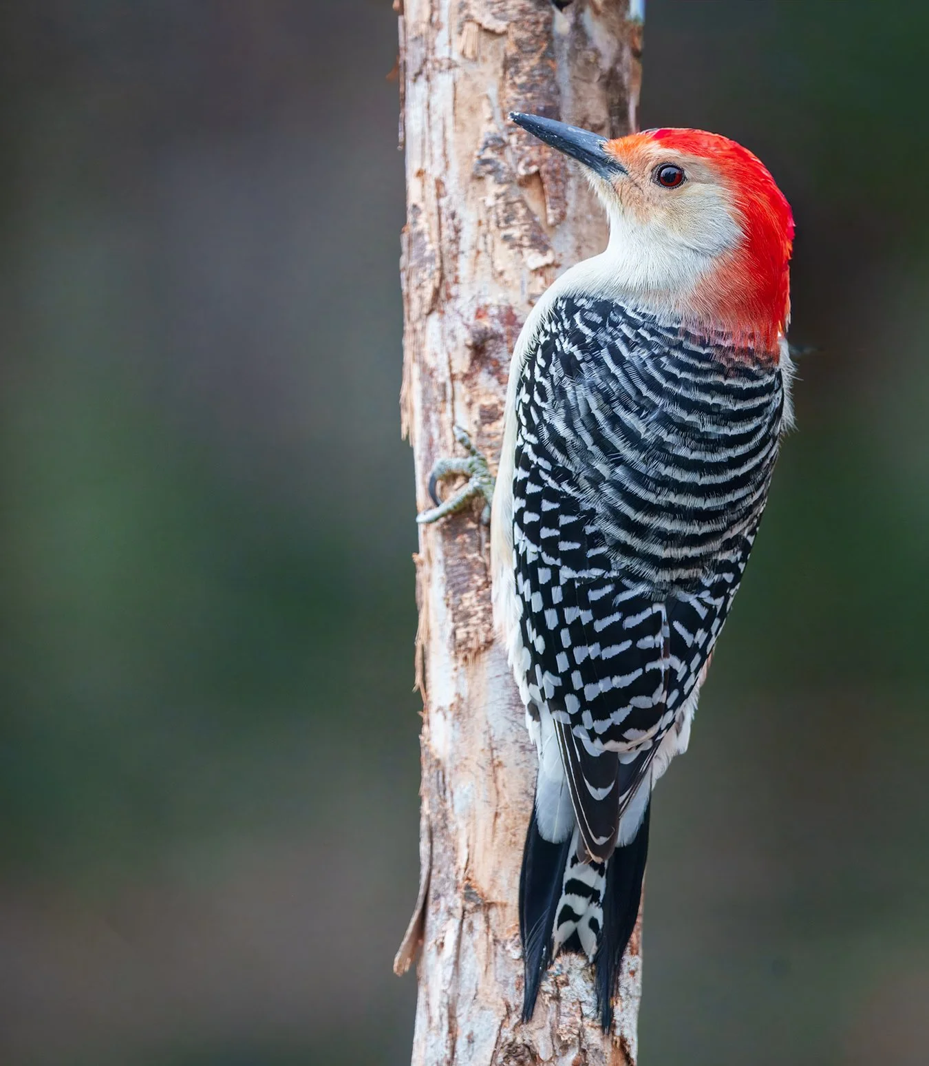 Red Bellied Woodpecker.8.jpg