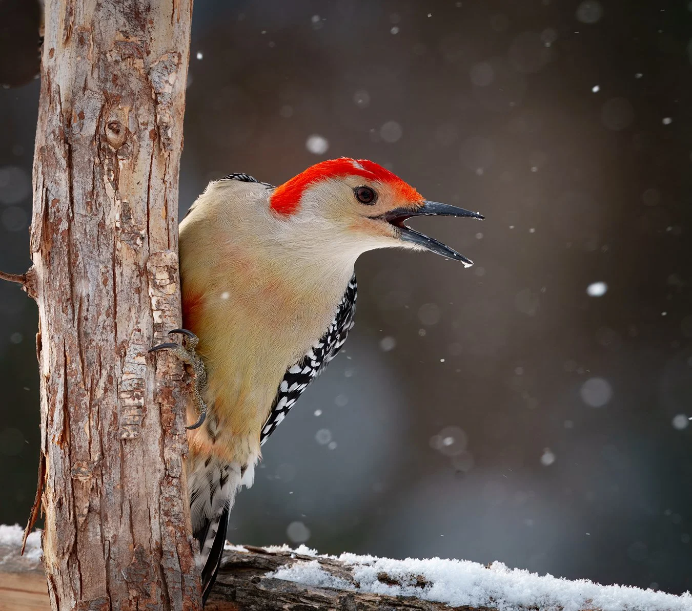 Red Bellied Woodpecker.36.jpg
