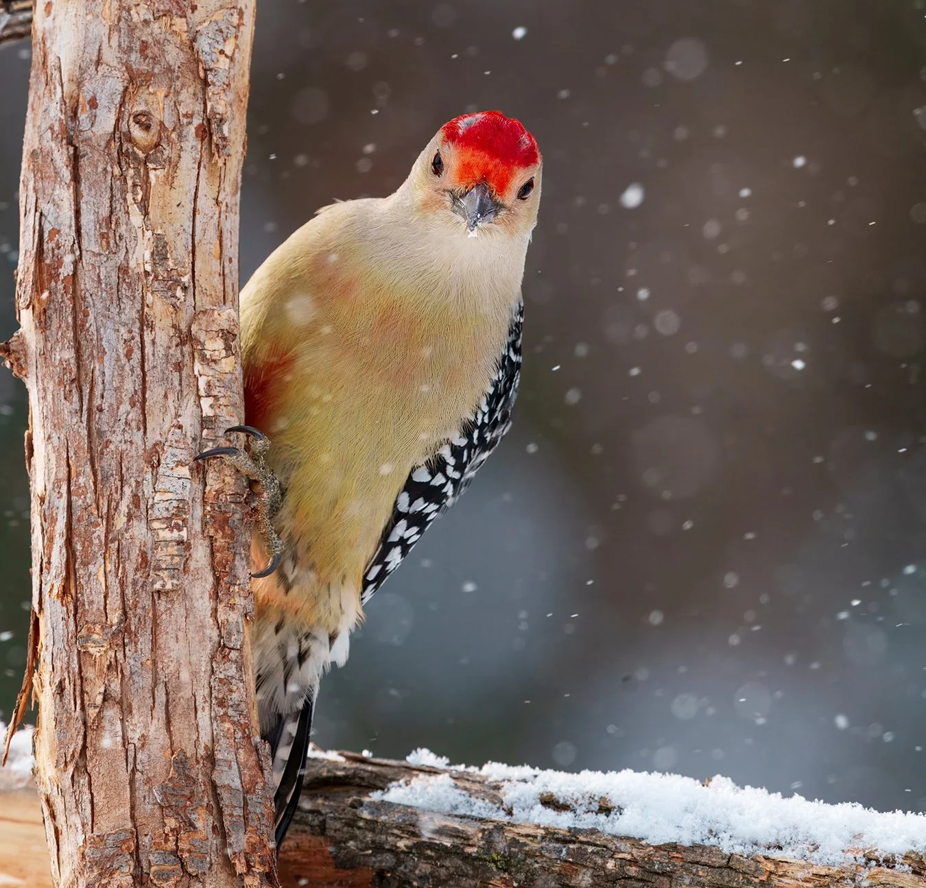 Red Bellied Woodpecker.35.jpg
