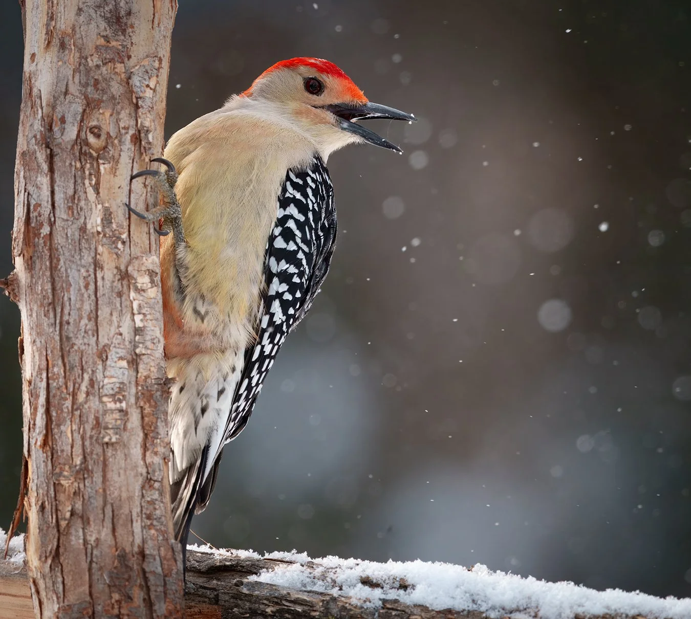 Red Bellied Woodpecker.34.jpg