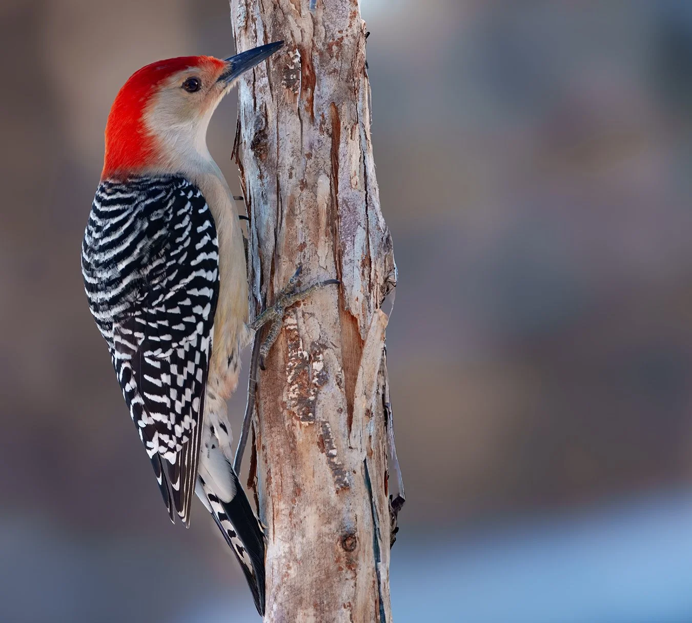 Red Bellied Woodpecker.33.jpg