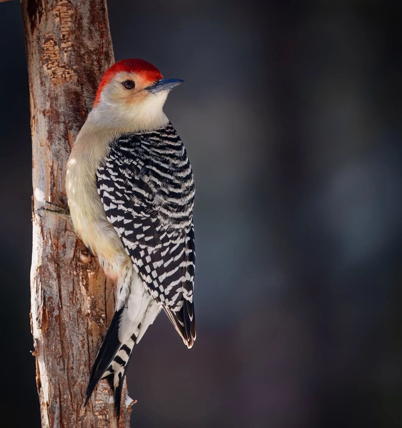 Red Bellied Woodpecker.32.jpg