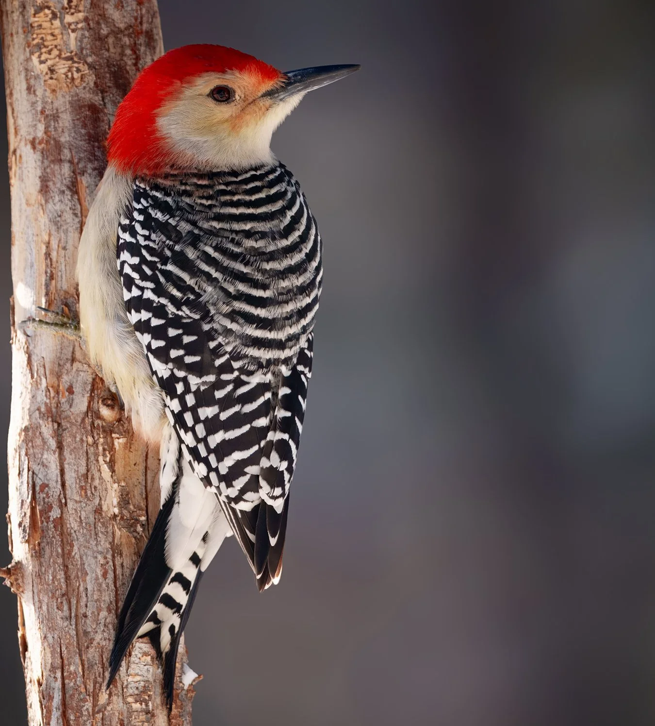 Red Bellied Woodpecker.31.jpg