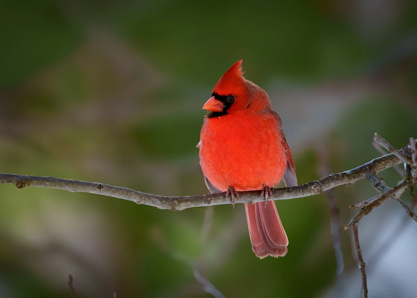 Cardinal 10.jpg