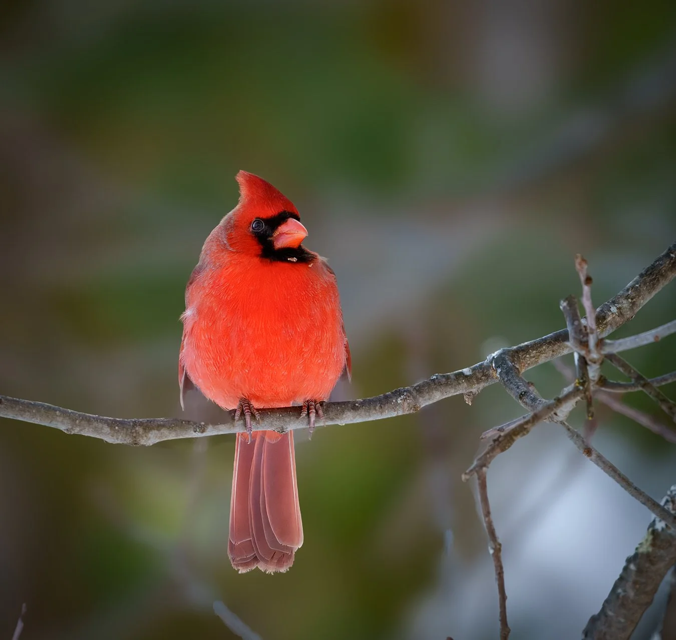 Cardinal 11.jpg