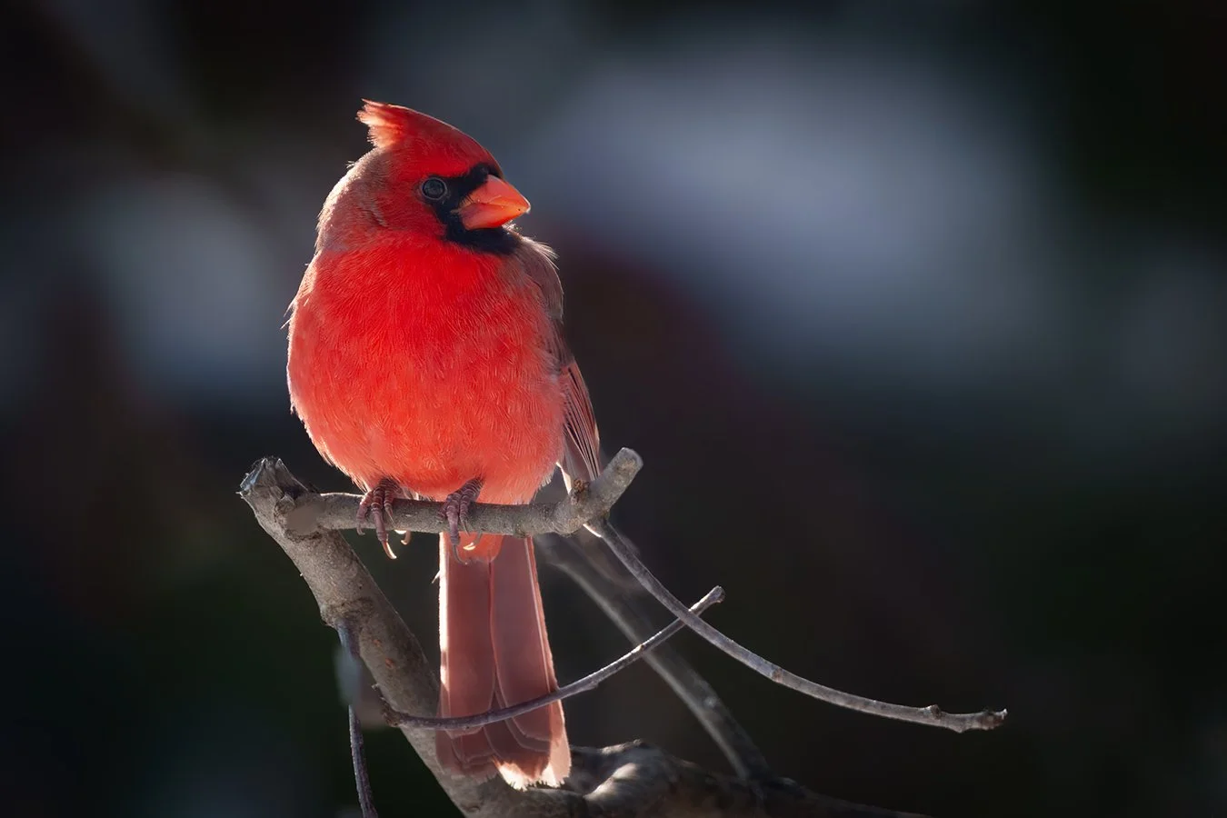 Cardinal 9.jpg