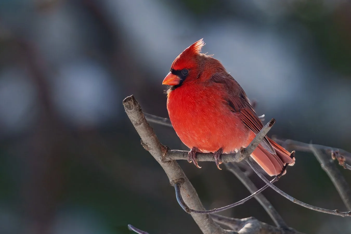 Cardinal 8.jpg