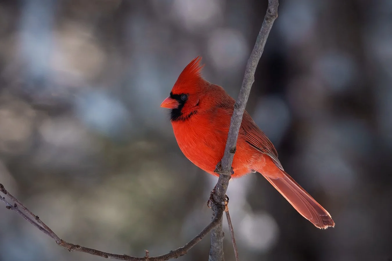 Cardinal 7.jpg