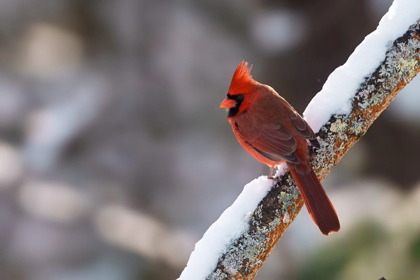 Cardinal 6.jpg