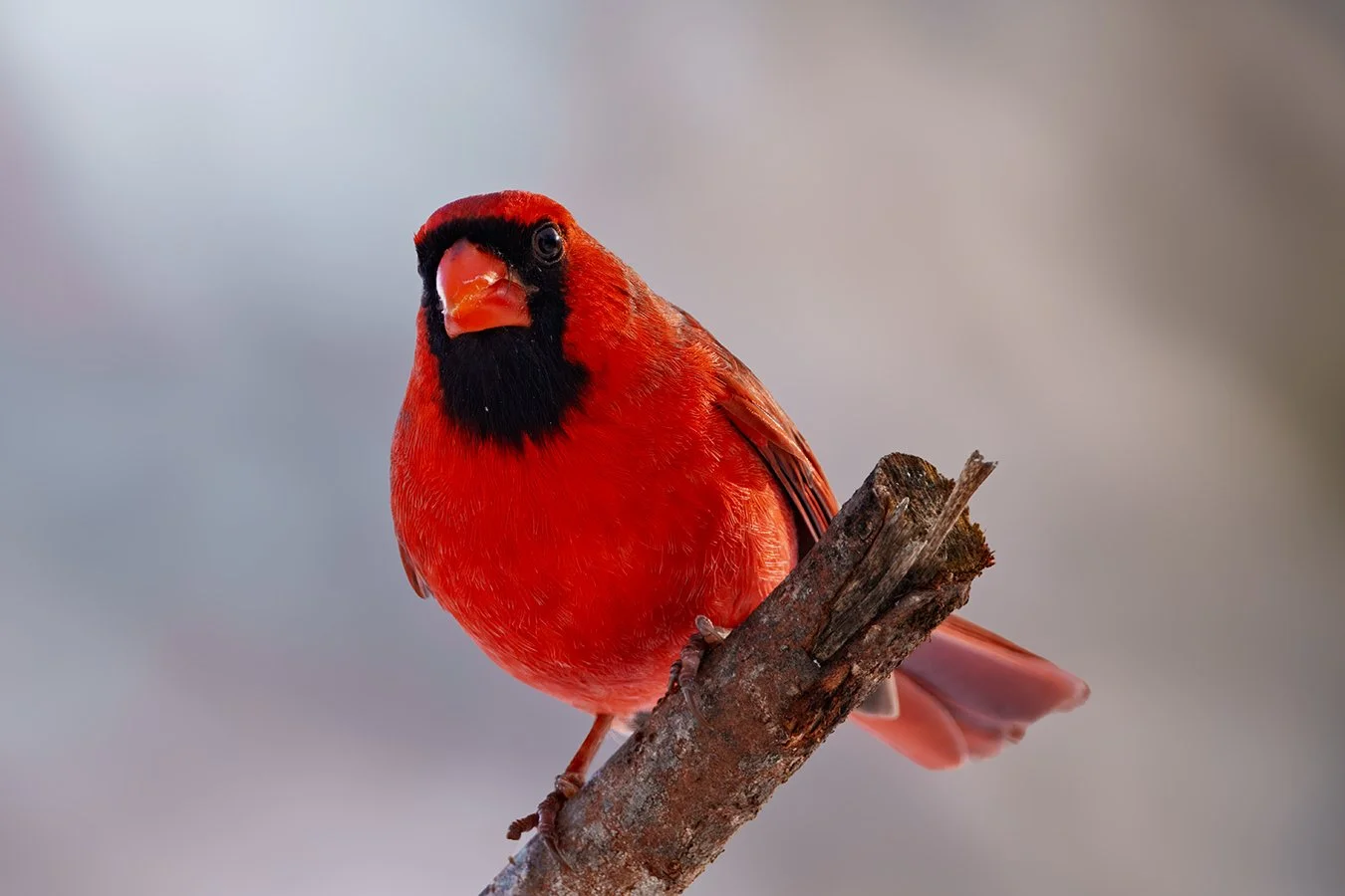Cardinal 5.jpg