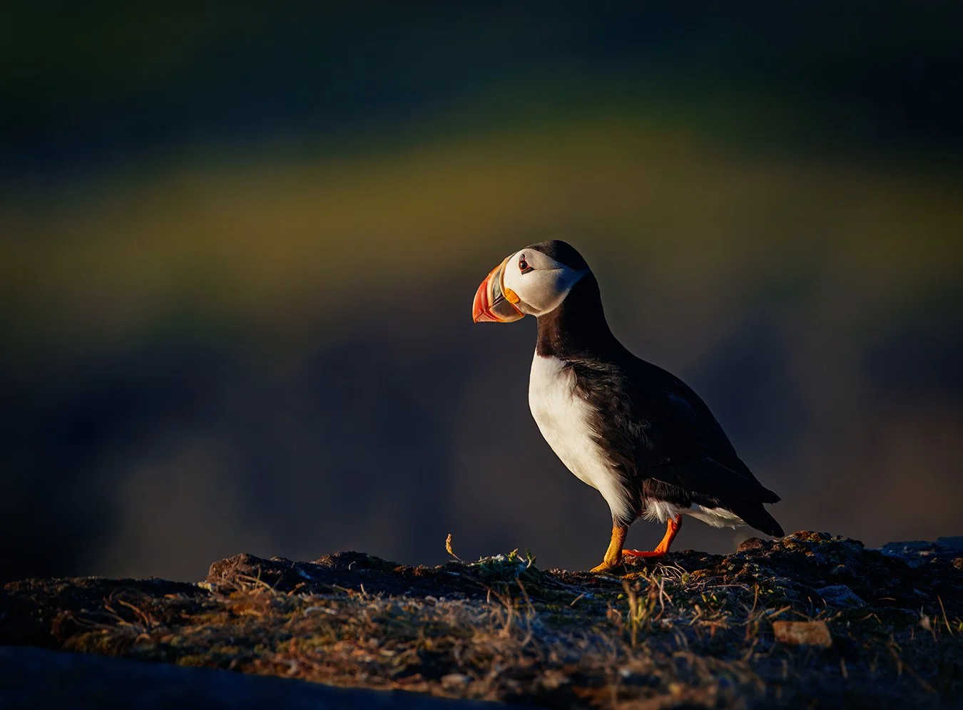 Puffin 93.jpg